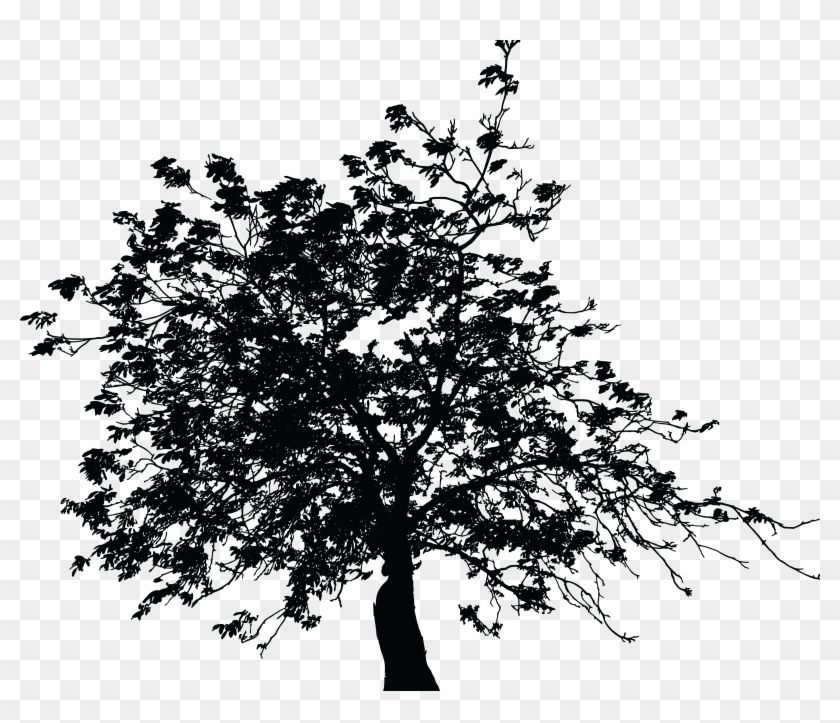 Free Clipart Of A Tree - Free Clipart Of A Tree #1230818