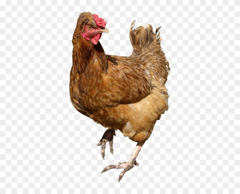 Chicken - Chickens Png #1231008