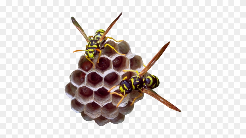 50 Useful Icons For Your Next Design Free Sets - English Meaning Of Wasp #1231059