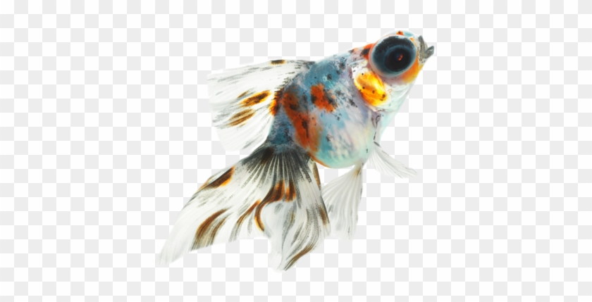 Fish Dinner Psd Official Psds Psd Detail Fish Official - Fish #1231068