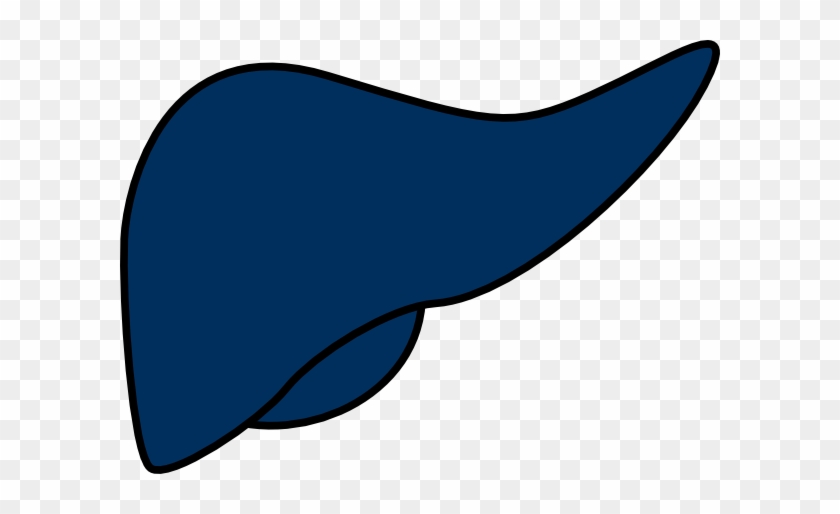 Liver Clip Art Blue #1231625