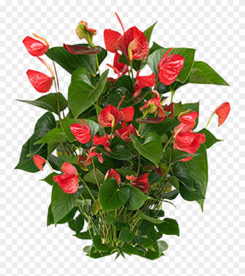 Clipart - Sample Plants - Laceleaf #1231949