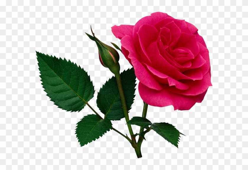 Kırmızı Gül Resimleri Uzantılı Koyu Kırmızı Gül - Rose Png File #1231988