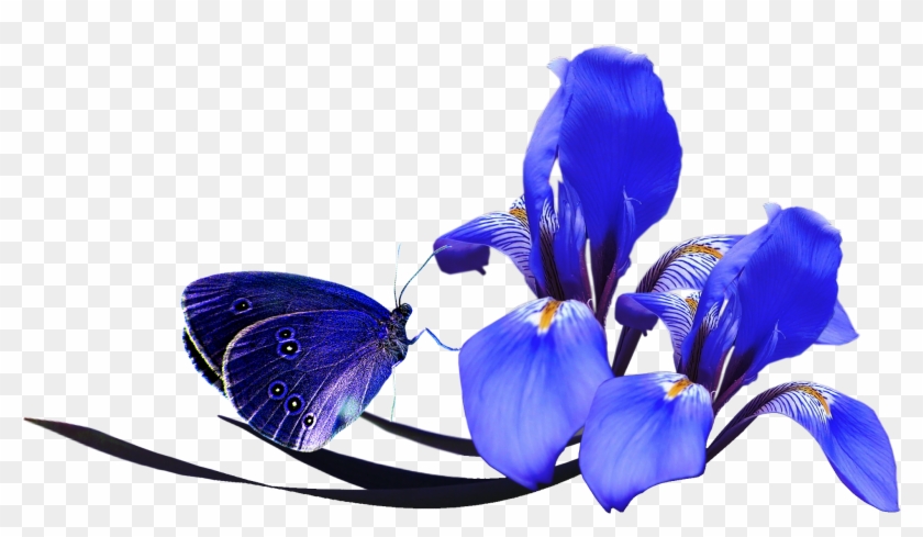 Flower Poppy Color Clip Art - Turquesa Flores Azul Png #1232126