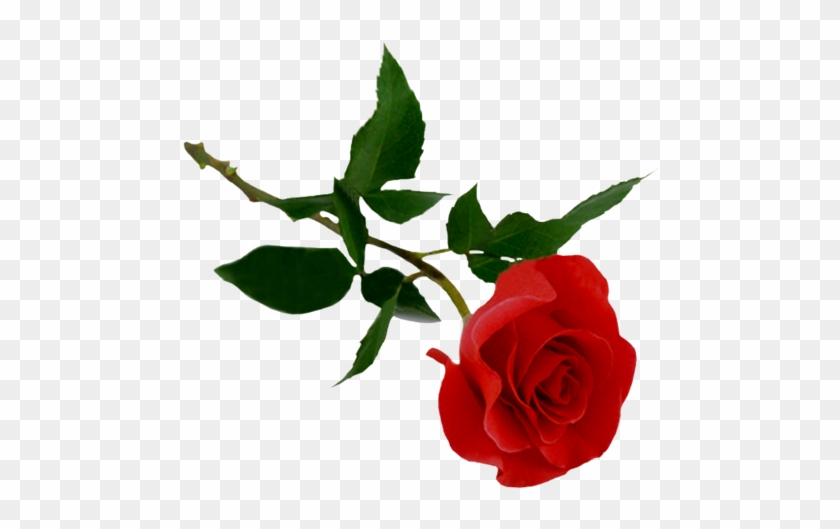 Png Gül Resimleri, Harika Png Gül Resimleri, Süper - Rose Png #1232149
