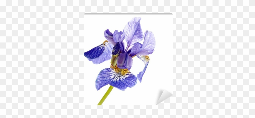 Flower #1232152
