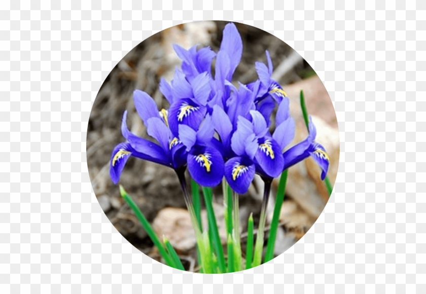 Orris Root Essential Oil - Orris Plant #1232172