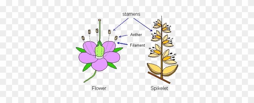 Stamens And Anthers #1232685