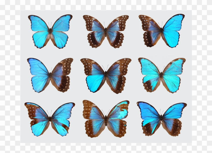 Gynandromorph Butterflies - Introduction To Genetic Analysis + Ebook [book] #1232844