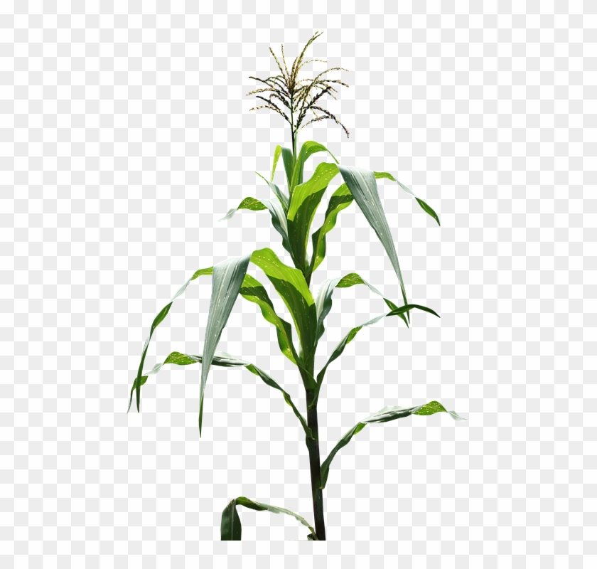Plants Clipart Jowar - Imagen De Milpa #1233175