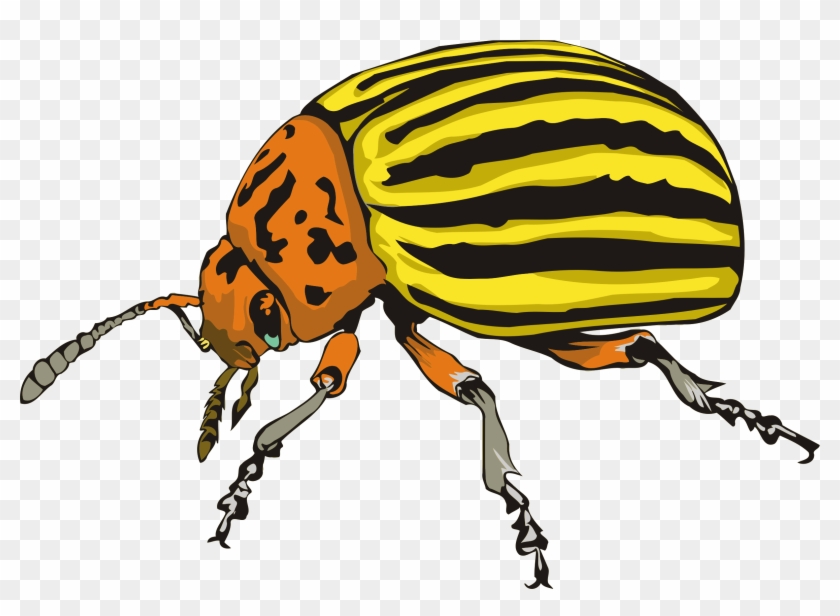 Big Image - Beetle Clipart #1233534