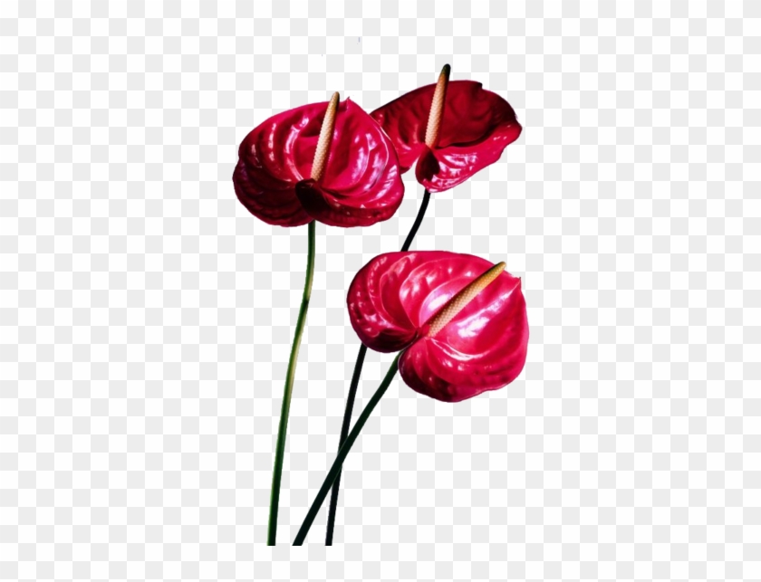 Anthurium - Anthurium #1234470