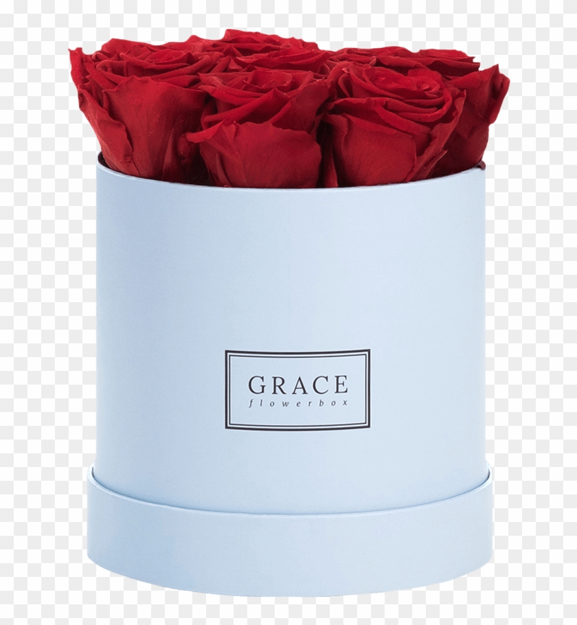 Garden Roses #1234788