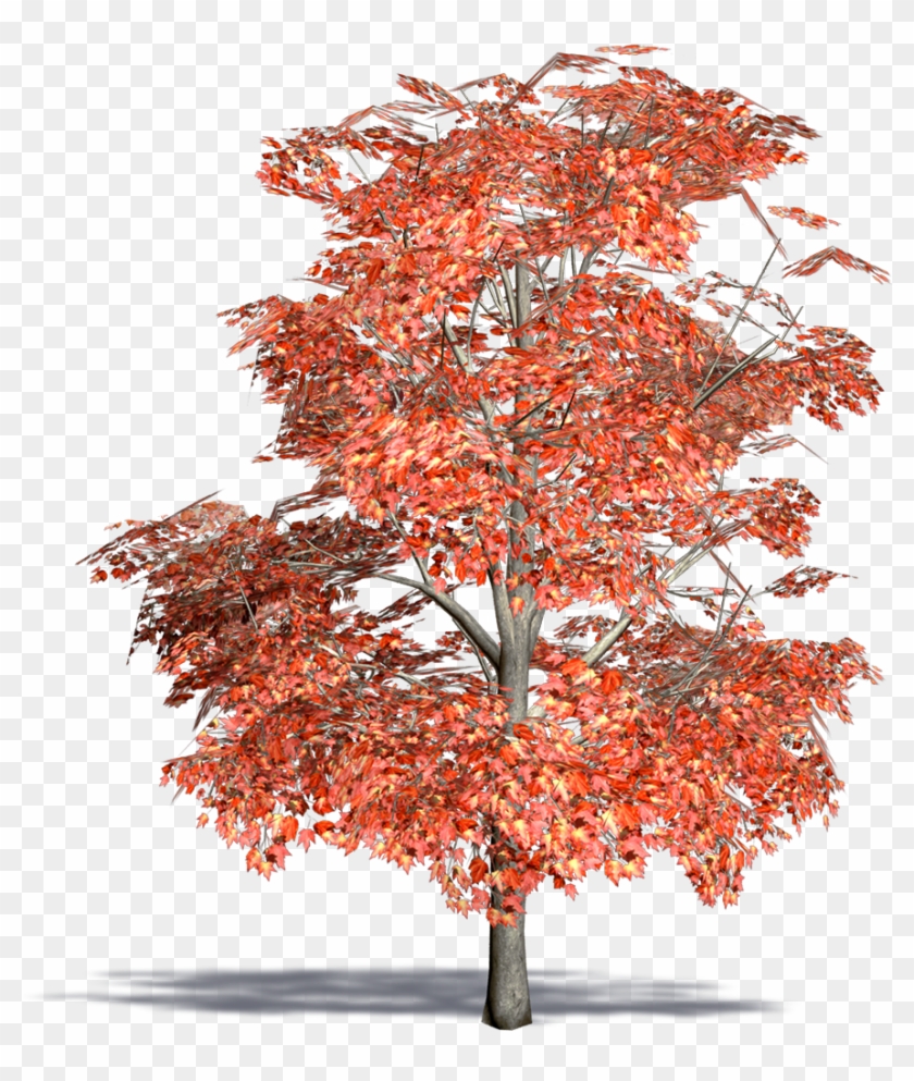 Maple #1235304