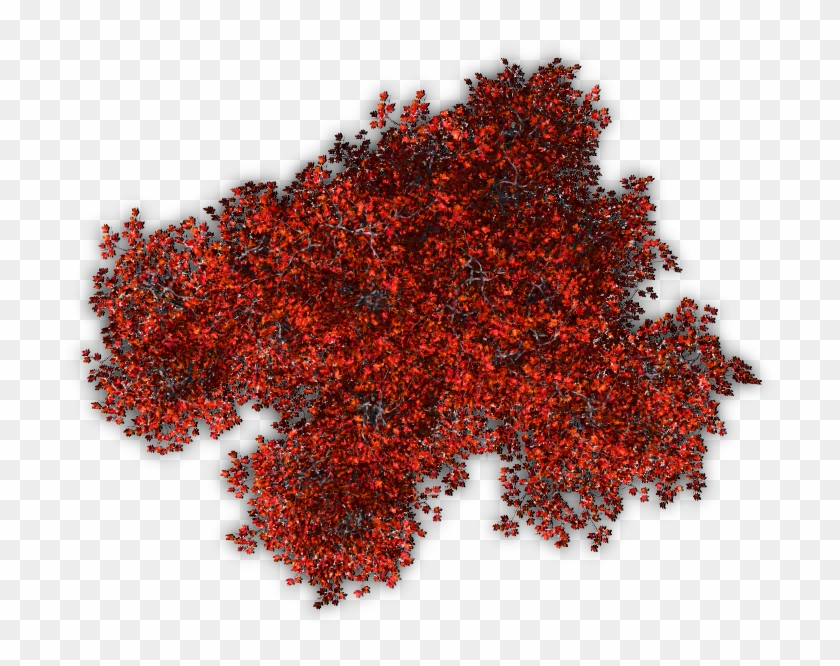 Tree Shrub Red Berberis Thunbergii Plant - Red Trees Top View Png #1235332