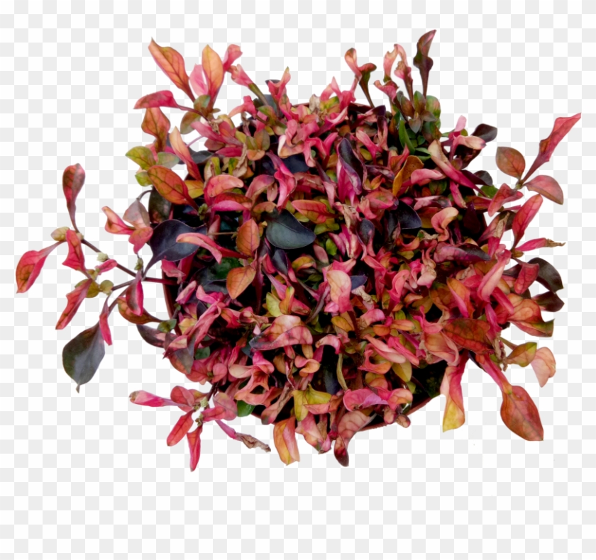 Althenanthera Red Png #1235343