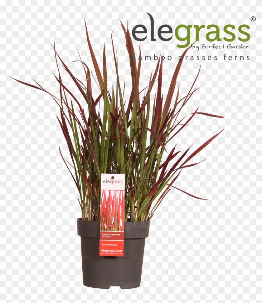 1 - Houseplant #1235356