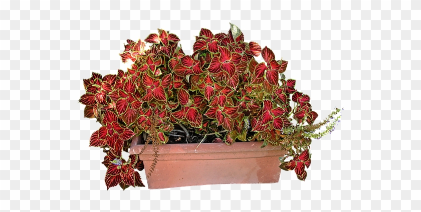 Coleus Png #1235439