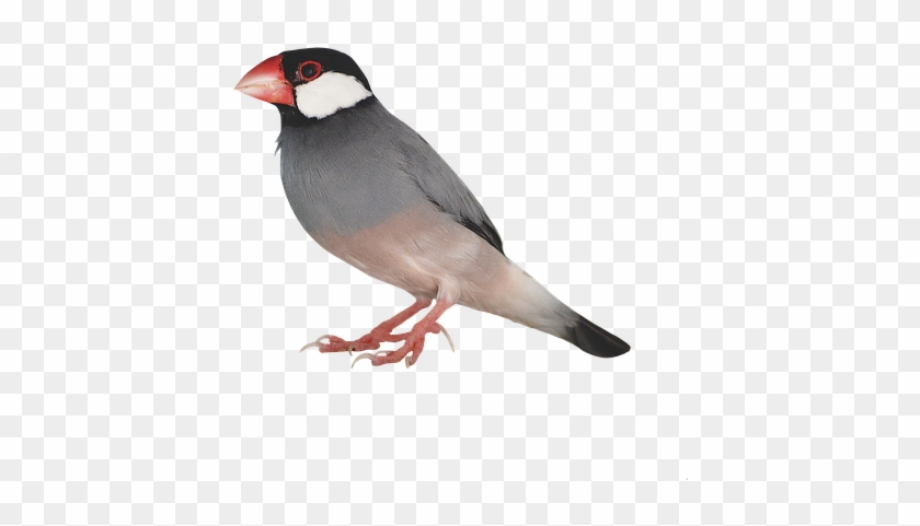 Bird Png 5, Buy Clip Art - Stock.xchng #1236135