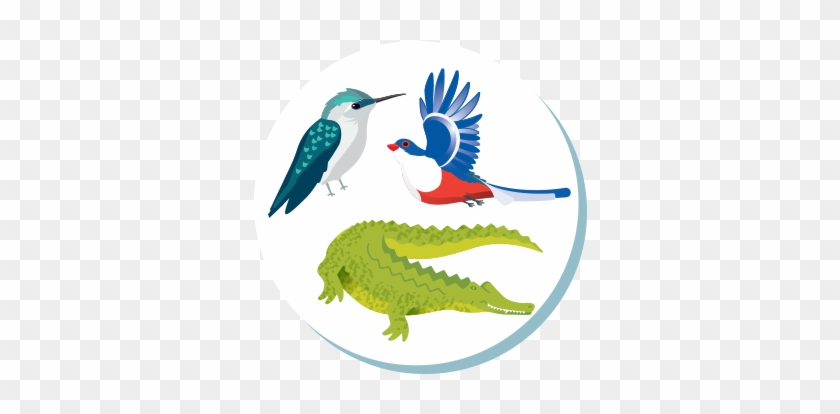 Hummingbird Trogon Alligator - Trogon #1236168