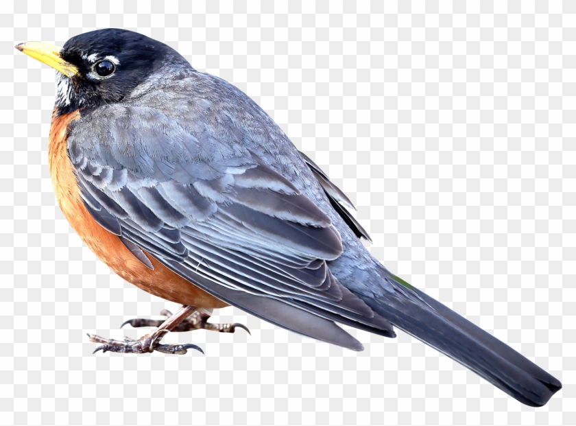Bird Png #1236186