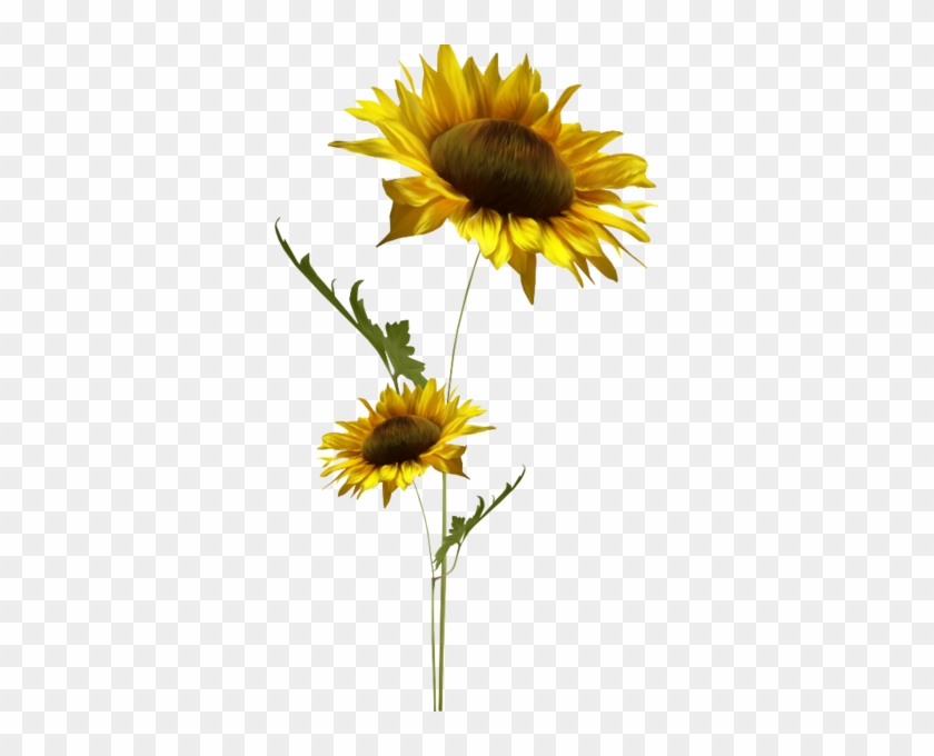 Ayçiçeği Png Resmi Sunflower Png Image - Ayçiçeği Png Resmi Sunflower Png Image #1237280