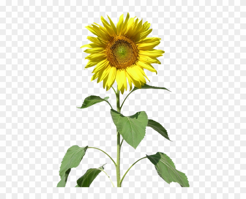 Ayçiçeği Png Resmi Sunflower Png Image - Подсолнух Рисунок #1237334
