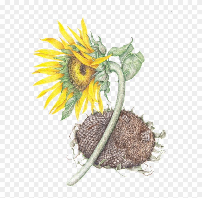 Sunflower - Sunflower #1237351