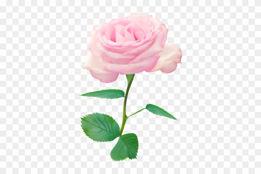 Single Rose Petal Png - Single Pink Roses Png #1237691