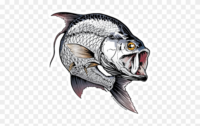 Boneyard Fly Gear Tarpon Decal - Tarpon Sketch #1238093