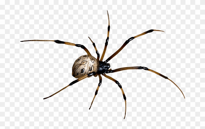 Act - Araneus #1238402