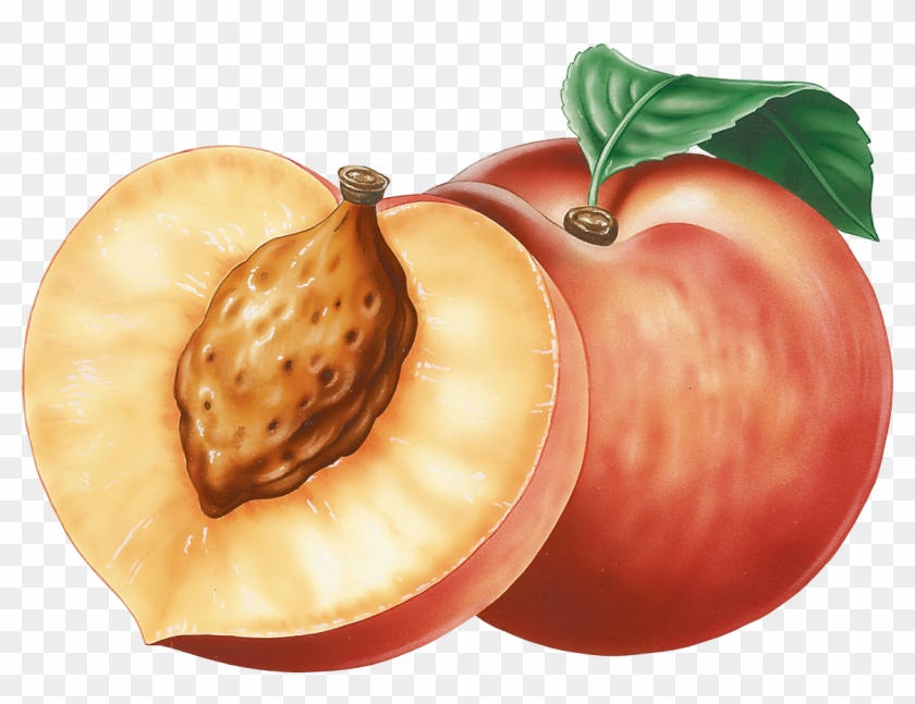Peach Clipart Png #1239730