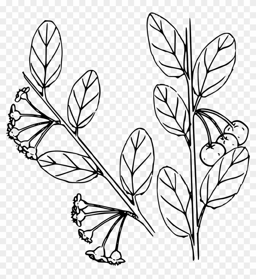 Cherry - Clip Art #1239916