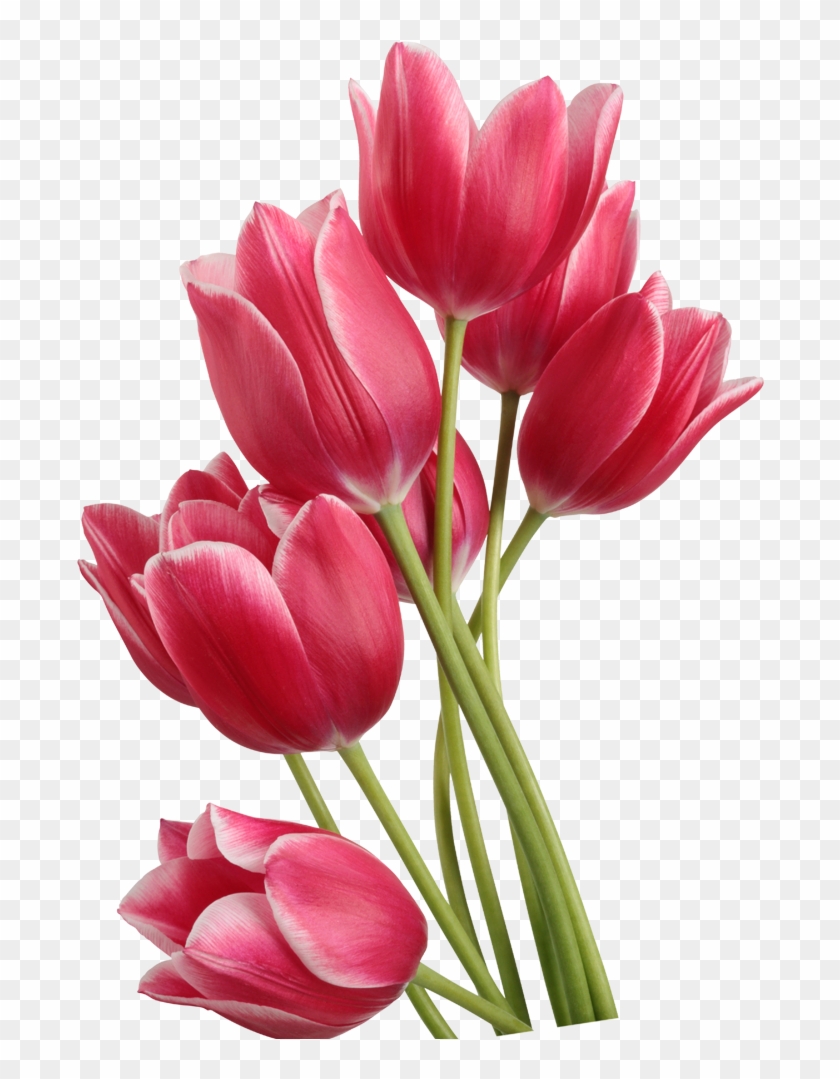 Tulip Clip Art - Tulipa Png #1243840