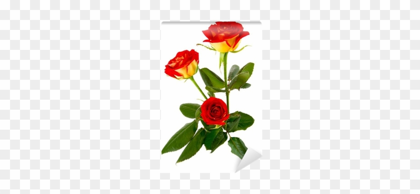 Image Of A Red Rose Bud Close-up Wall Mural • Pixers® - Painting #1244527
