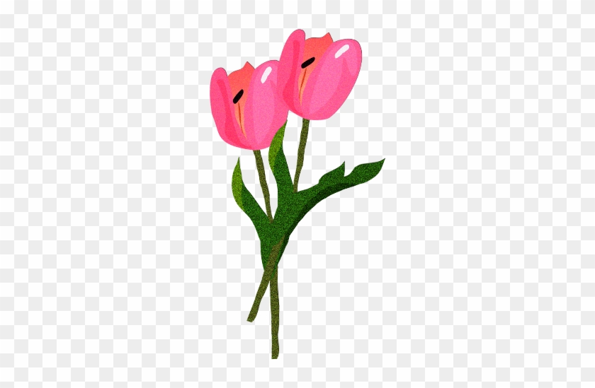 Sprenger's Tulip #1244531