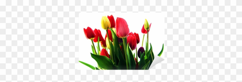 Sprenger's Tulip #1244551