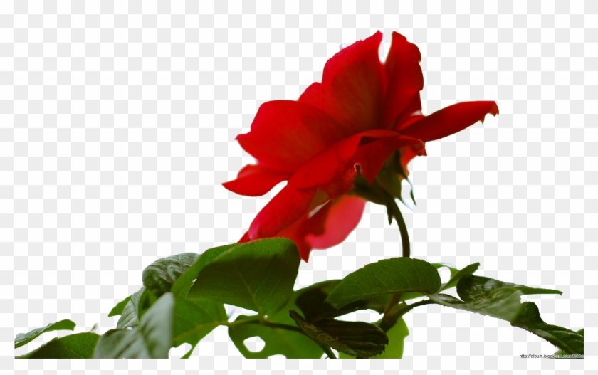 Garden Roses Petal Herbaceous Plant - Garden Roses Petal Herbaceous Plant #1244553
