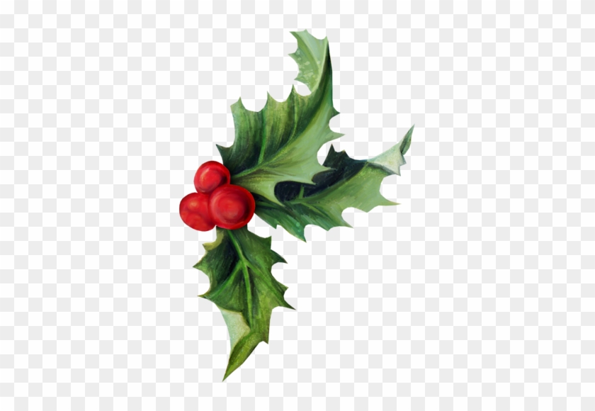 Houx Gui / - Hollyleaf Cherry #1244764