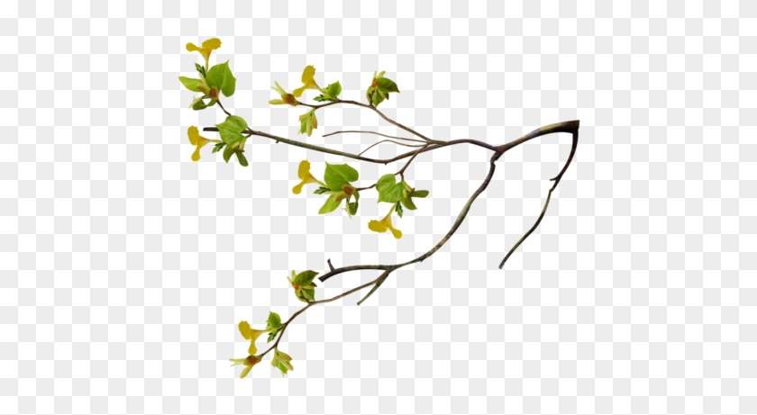 نقرتين لعرض الصورة في صفحة مستقلة - Bird Nest On Tree Png #1246214