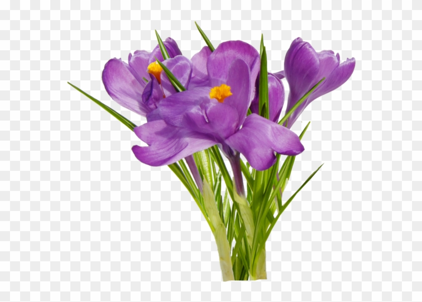 سكرابز ازهار الربيع 98707907 20 - Crocus #1246230