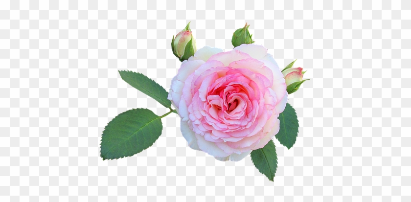 Floribunda #1247448
