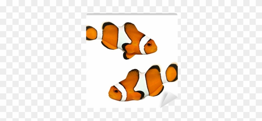 Fotobehang Tropische Rifvissen - Fish #1247644