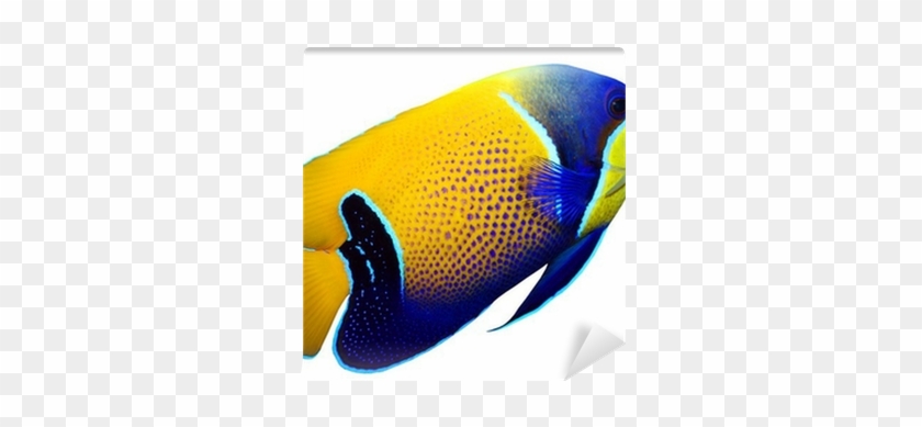 Fotobehang Tropische Rifvissen - Dogline Tropical Fish Toys #1247650