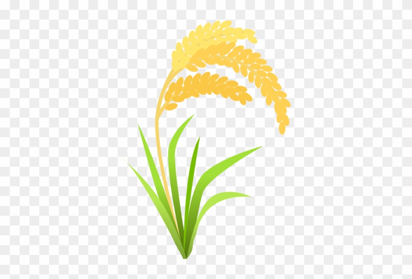 Rice Crop Clipart Png - Hierochloe #1249623