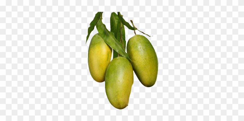 Mango - Yellow Mango Tree Png #1249697