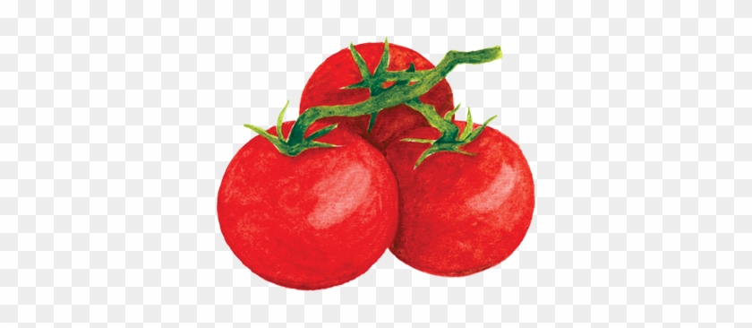 Tomatoes - Tomato #1250219