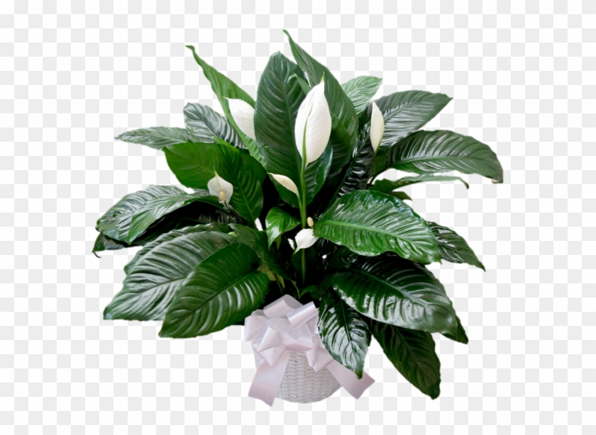 Peace - Houseplant #1250473