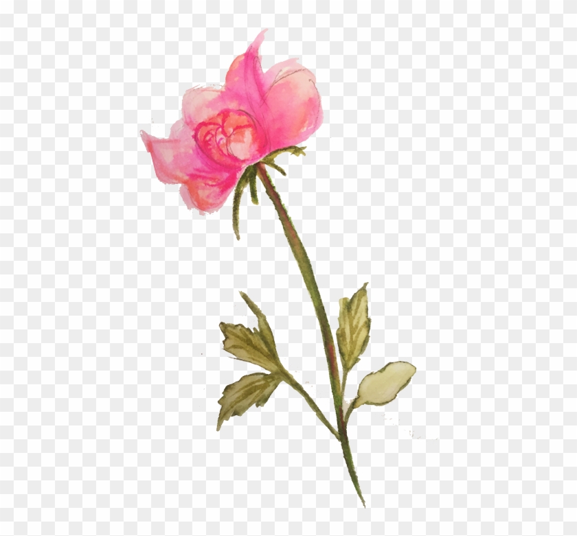Lily #1250489