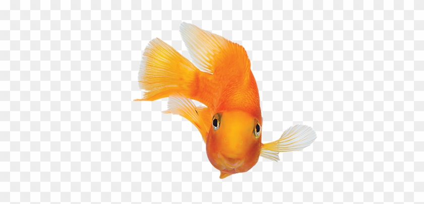 Fish Tank Heaters & Aquarium Thermometers - Fish #1252212